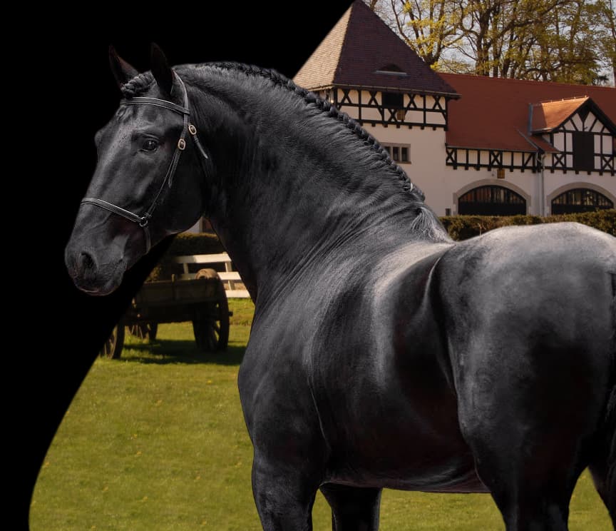 Koń — portal pracy jeździeckiej